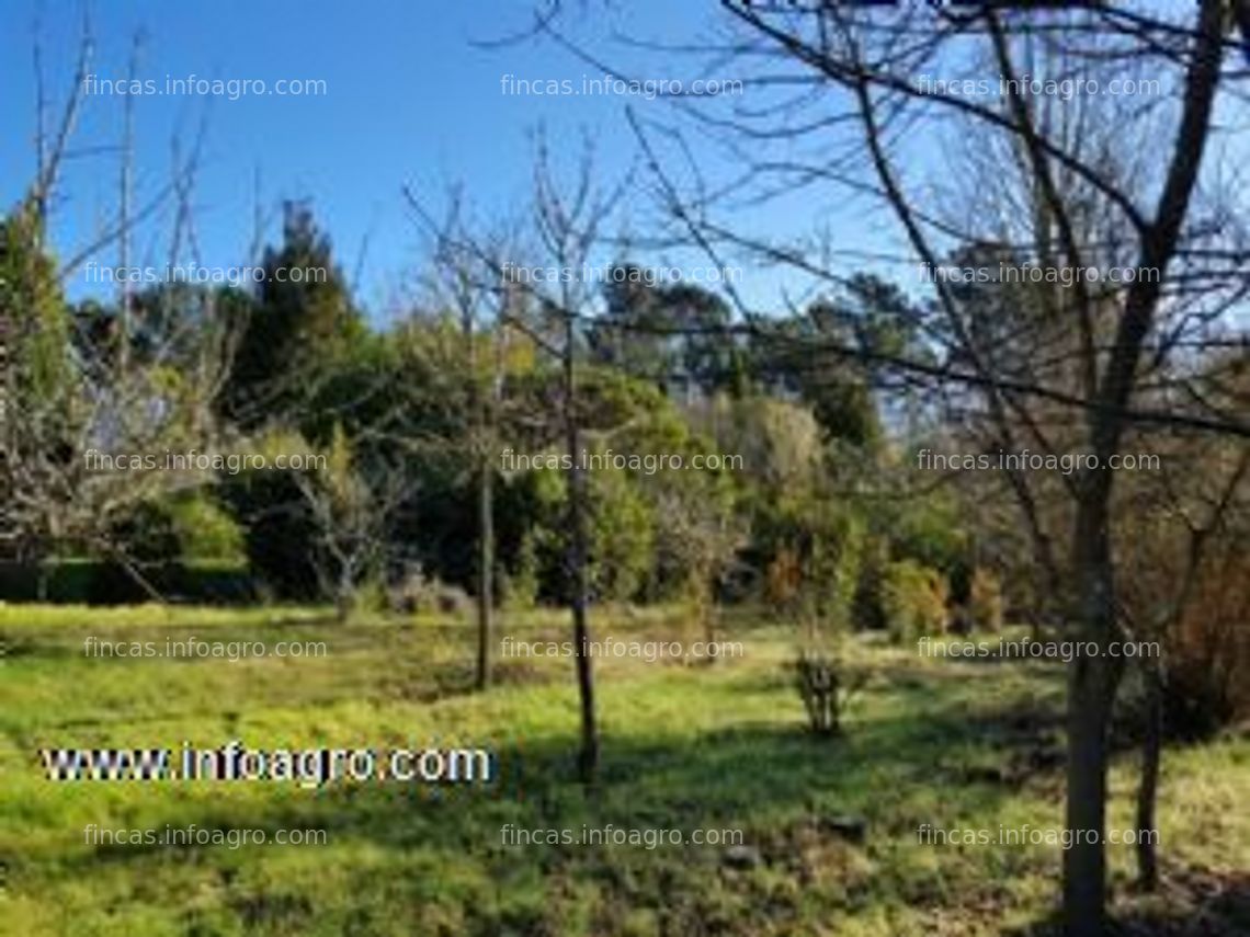 Fotos de En venta  vivero de plantas ornamentales en venta