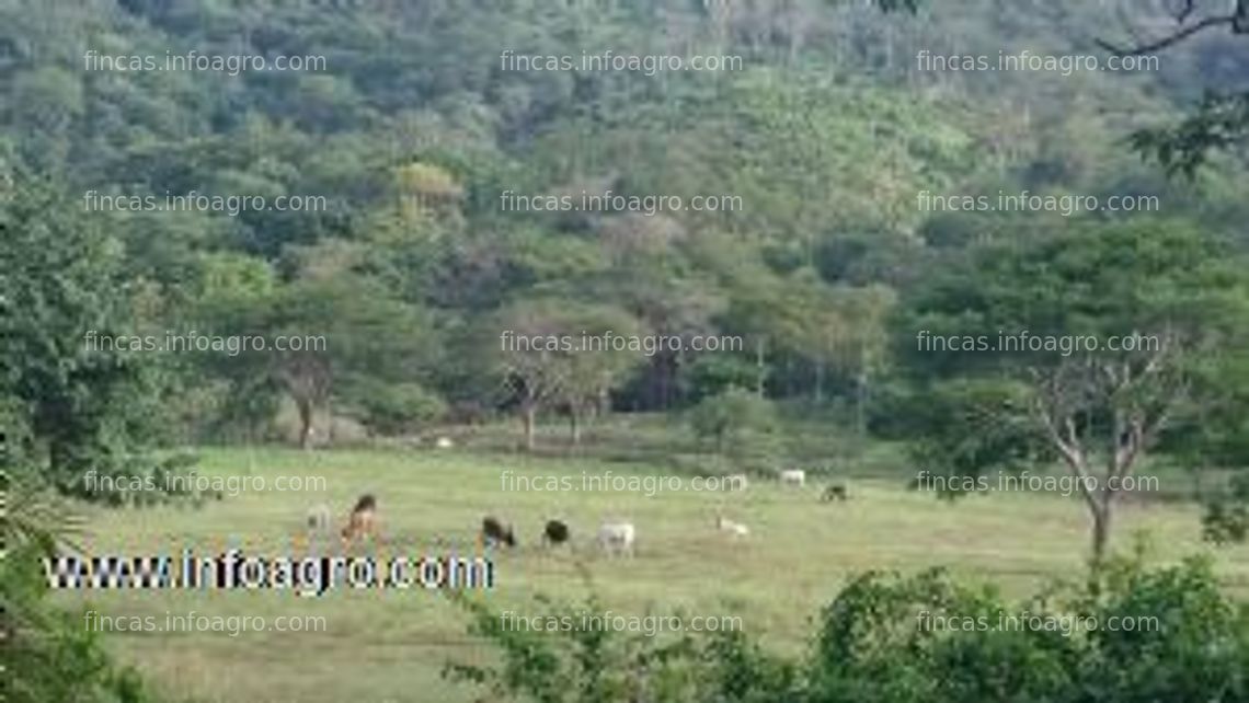 Fotos de A la venta rancho ganaderia y teca costa rica 304 ha con 25 hect de teca y 120 ha de pastos sembrados