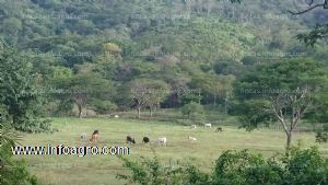 A la venta rancho ganaderia y teca costa rica 304 ha con 25 hect de teca y 120 ha de pastos sembrados