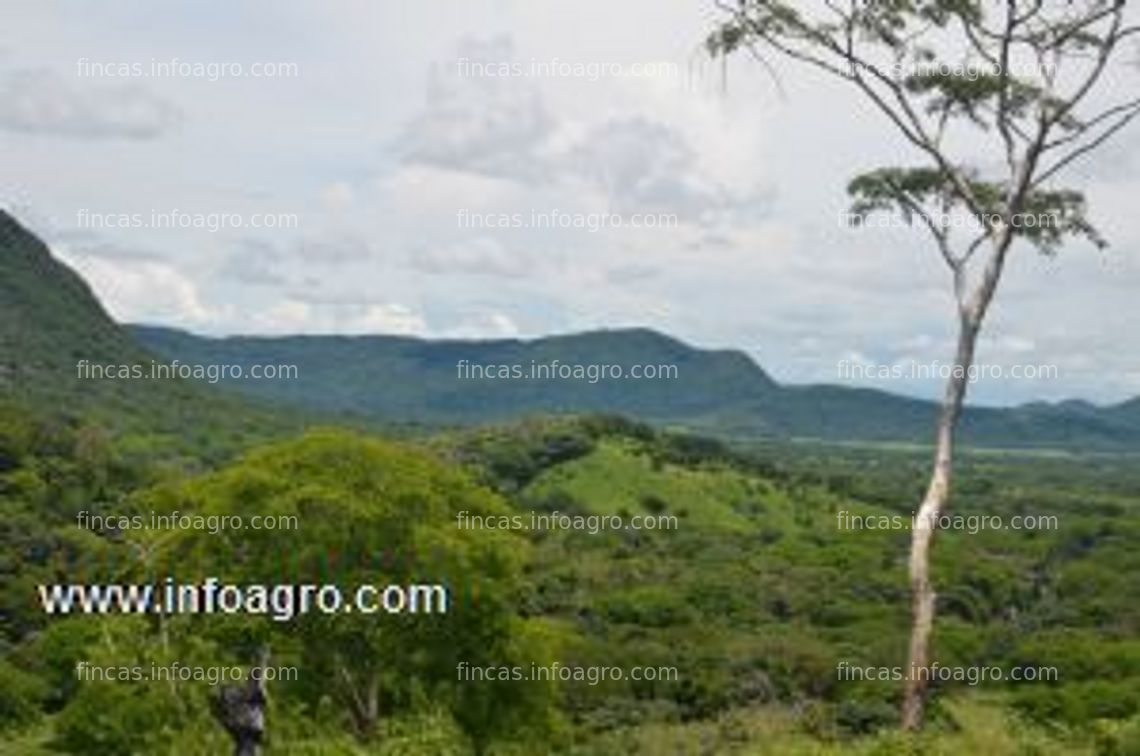 Fotos de A la venta rancho ganaderia y teca costa rica 304 ha con 25 hect de teca y 120 ha de pastos sembrados