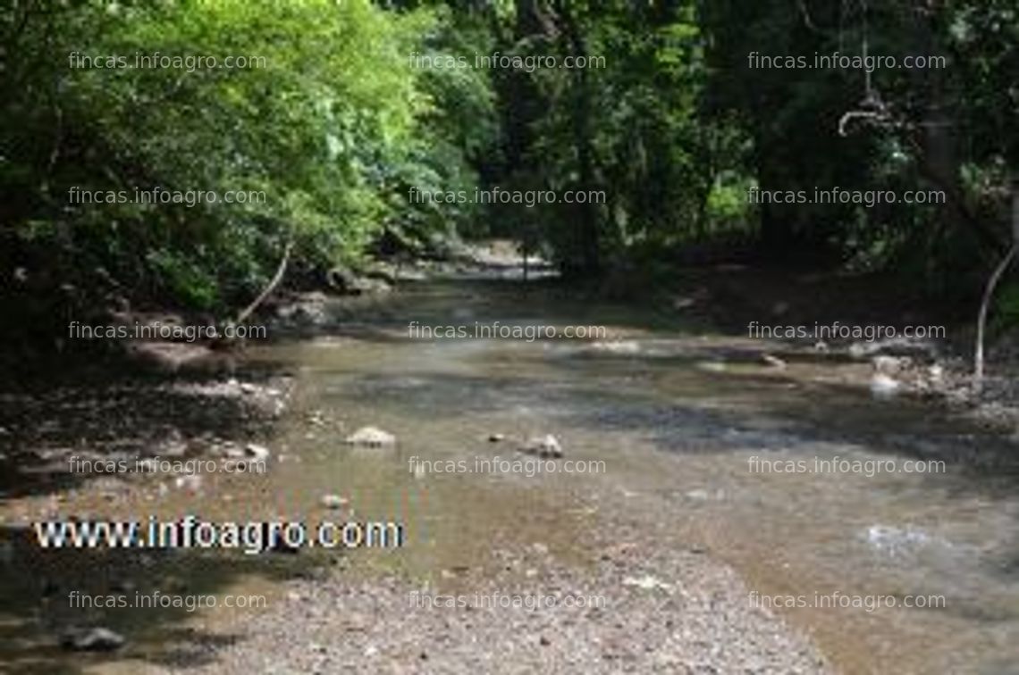 Fotos de A la venta rancho ganaderia y teca costa rica 304 ha con 25 hect de teca y 120 ha de pastos sembrados