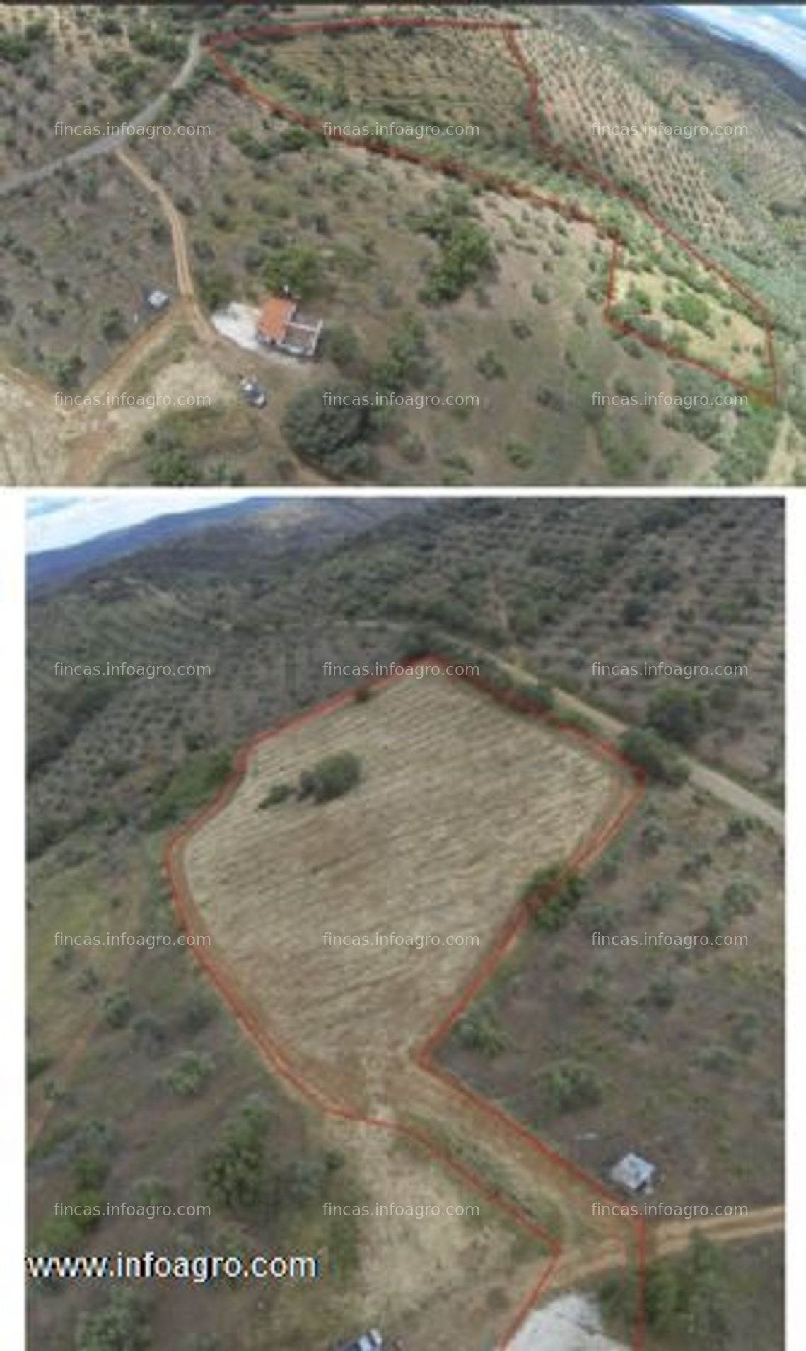 Fotos de A la venta finca de olivos y pistacheros