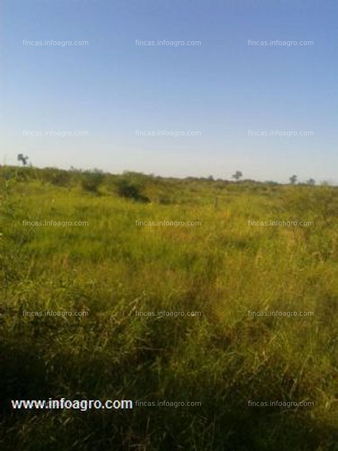 Fotos de En venta  &#8206;2012 – ha zona de sal alfredo – dpto concepcion paraguay