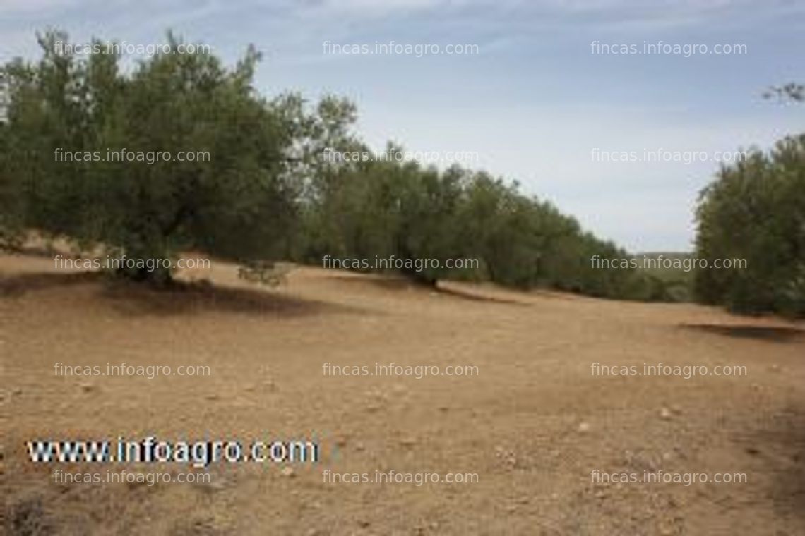 Fotos de A la venta olivar de 6 ha de olivos variedad picual en torredelcampo, jaén.