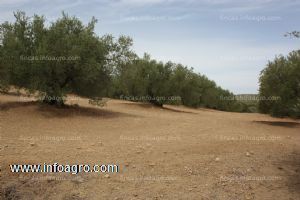 A la venta olivar de 6 ha de olivos variedad picual en torredelcampo, jaén.