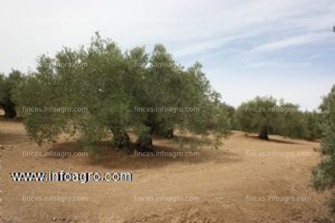 Fotos de A la venta olivar de 6 ha de olivos variedad picual en torredelcampo, jaén.