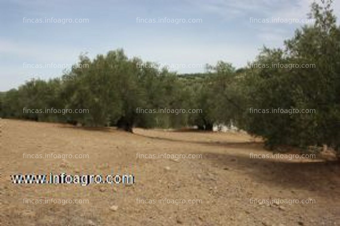 Fotos de A la venta olivar de 6 ha de olivos variedad picual en torredelcampo, jaén.