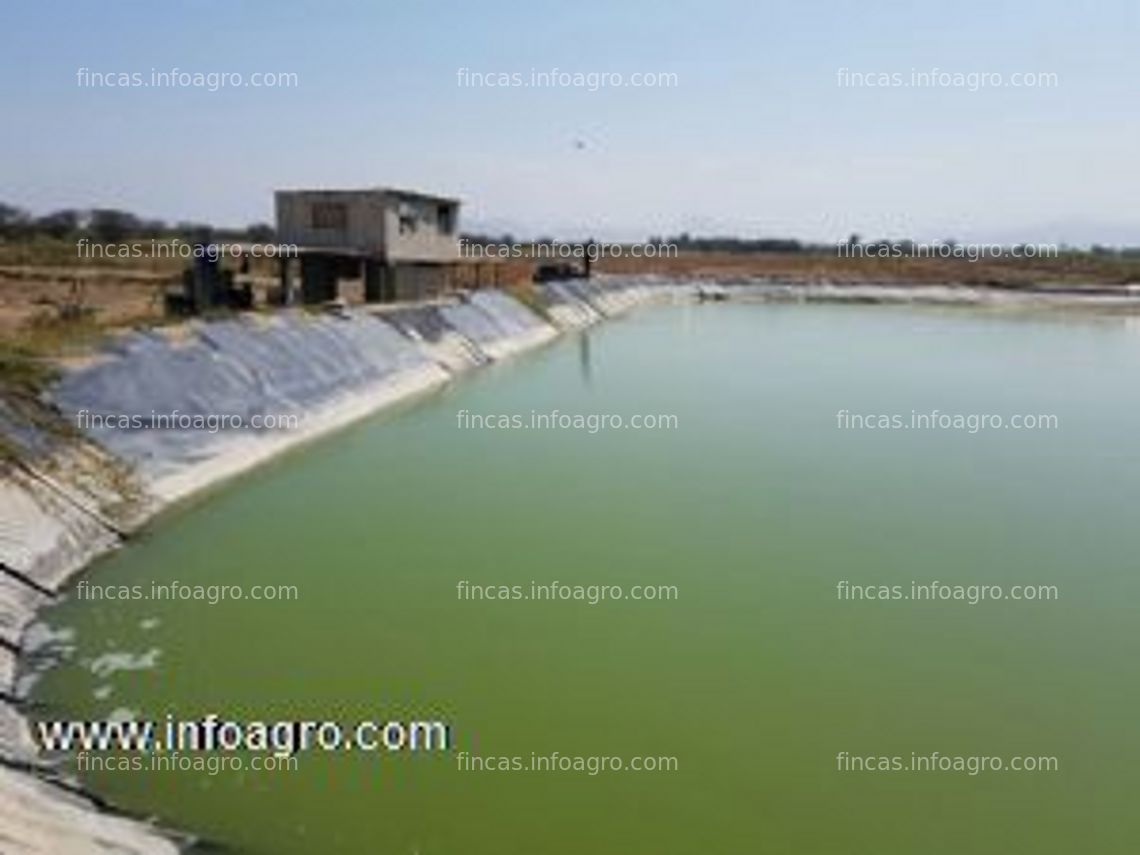 Fotos de A la venta fundo de 50 has km 729 pan. norte la libertad.