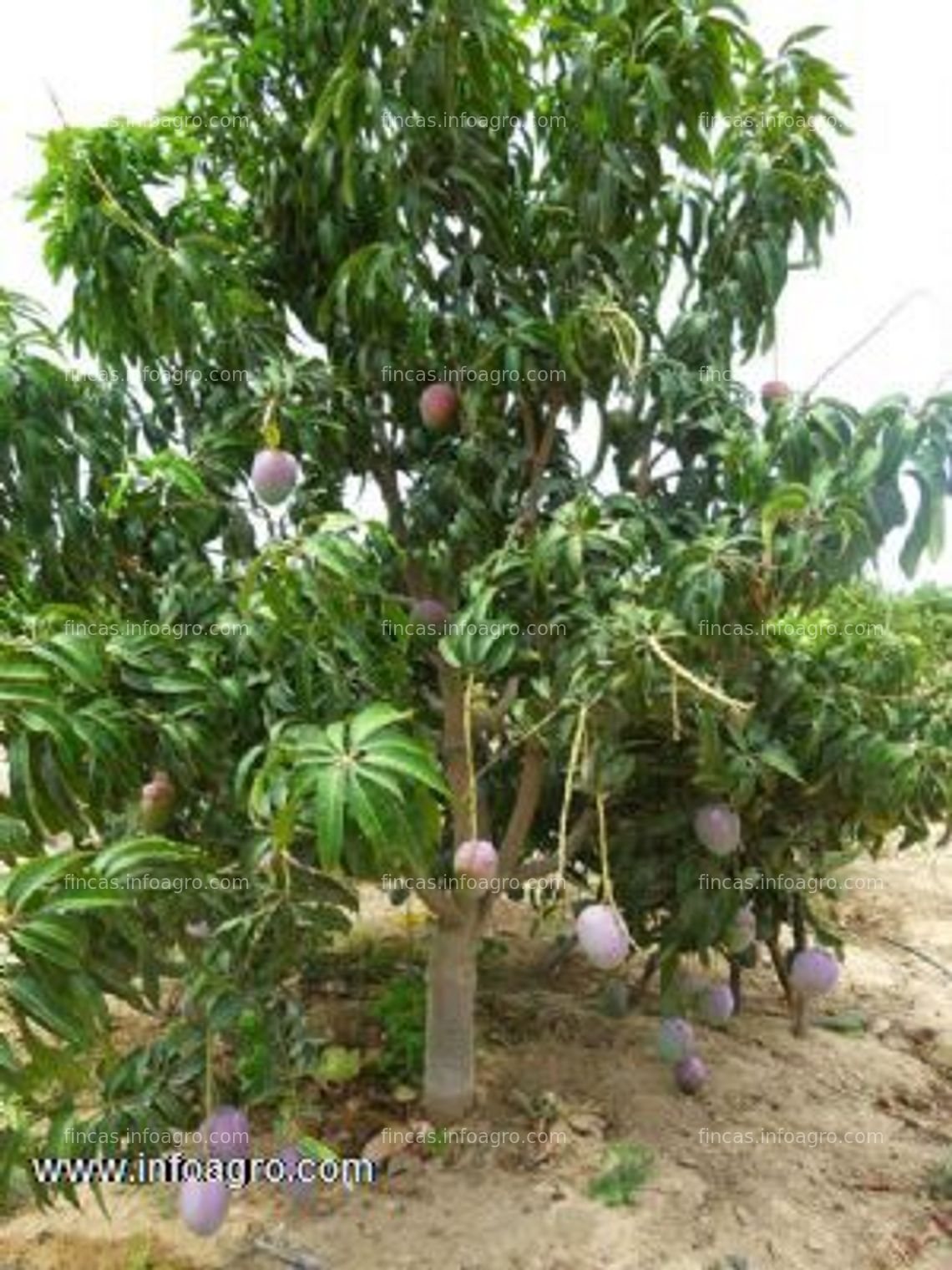 Fotos de En venta  terrenos agrícolas o agroexportadores