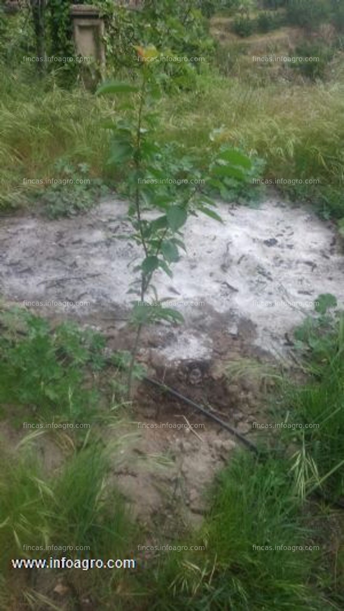 Fotos de A la venta parcela de arboles frutales en el torno (valle del jerte; cáceres)