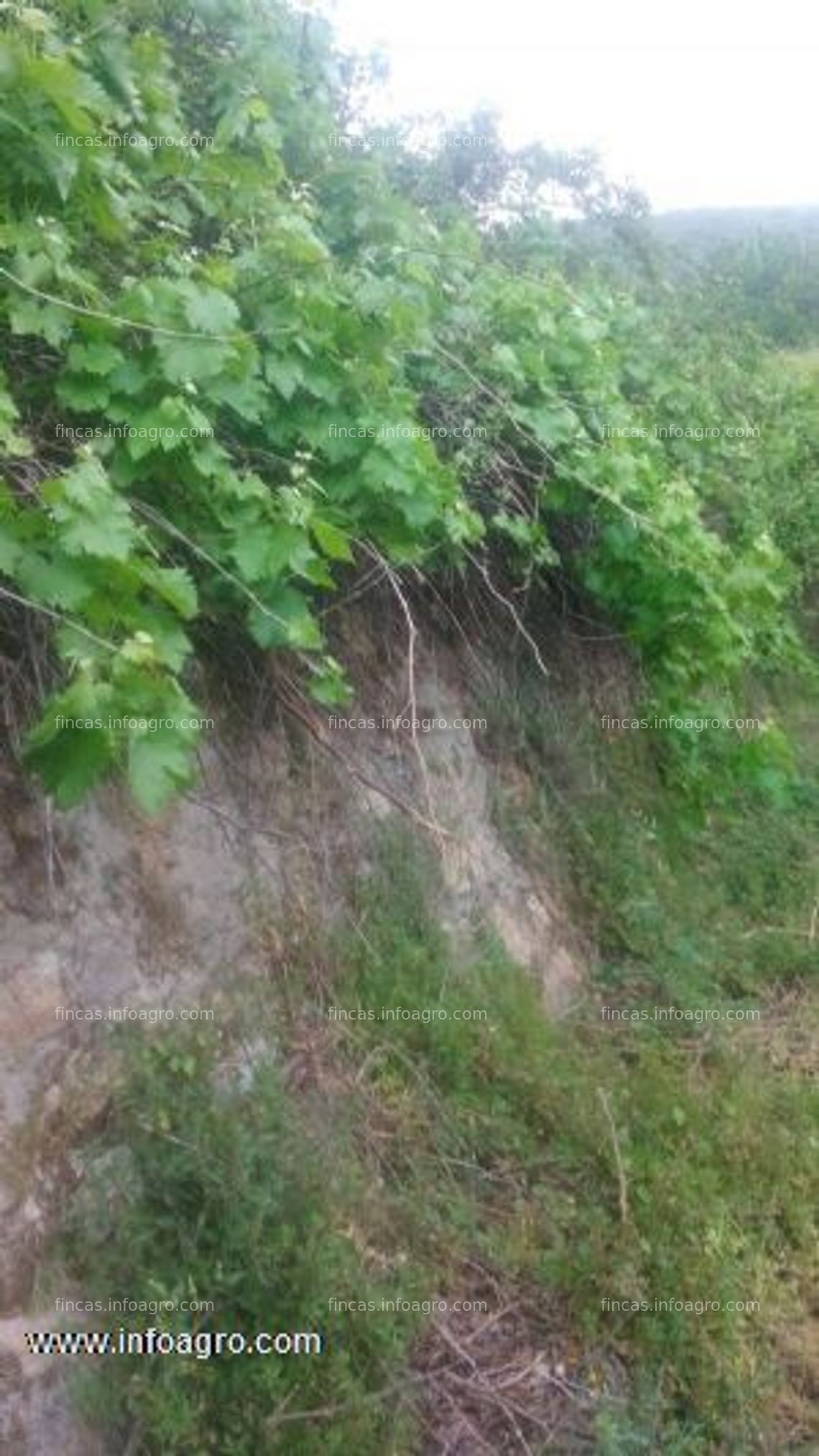 Fotos de A la venta parcela de arboles frutales en el torno (valle del jerte; cáceres)