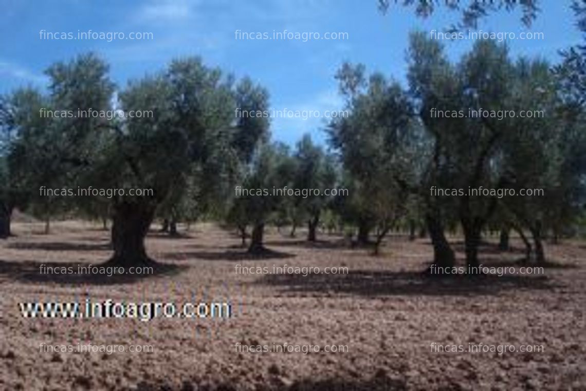 Fotos de Se vende de finca en lledo( teruel) comarca matarraña,de 77965m2,con almendros y olivos masia buenas vistas
