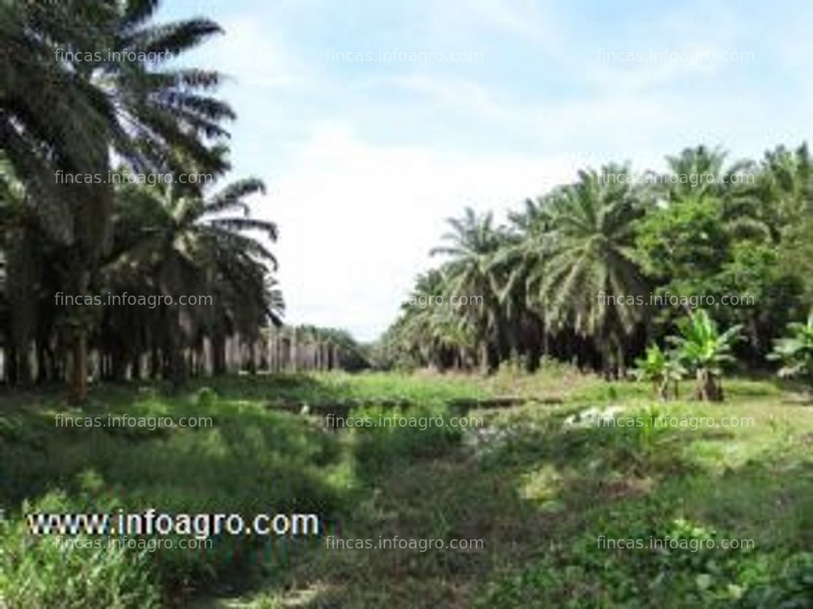 Fotos de Se compra fincas con palma africana desde 50 a 300 caballerías en producción con o sin extractora