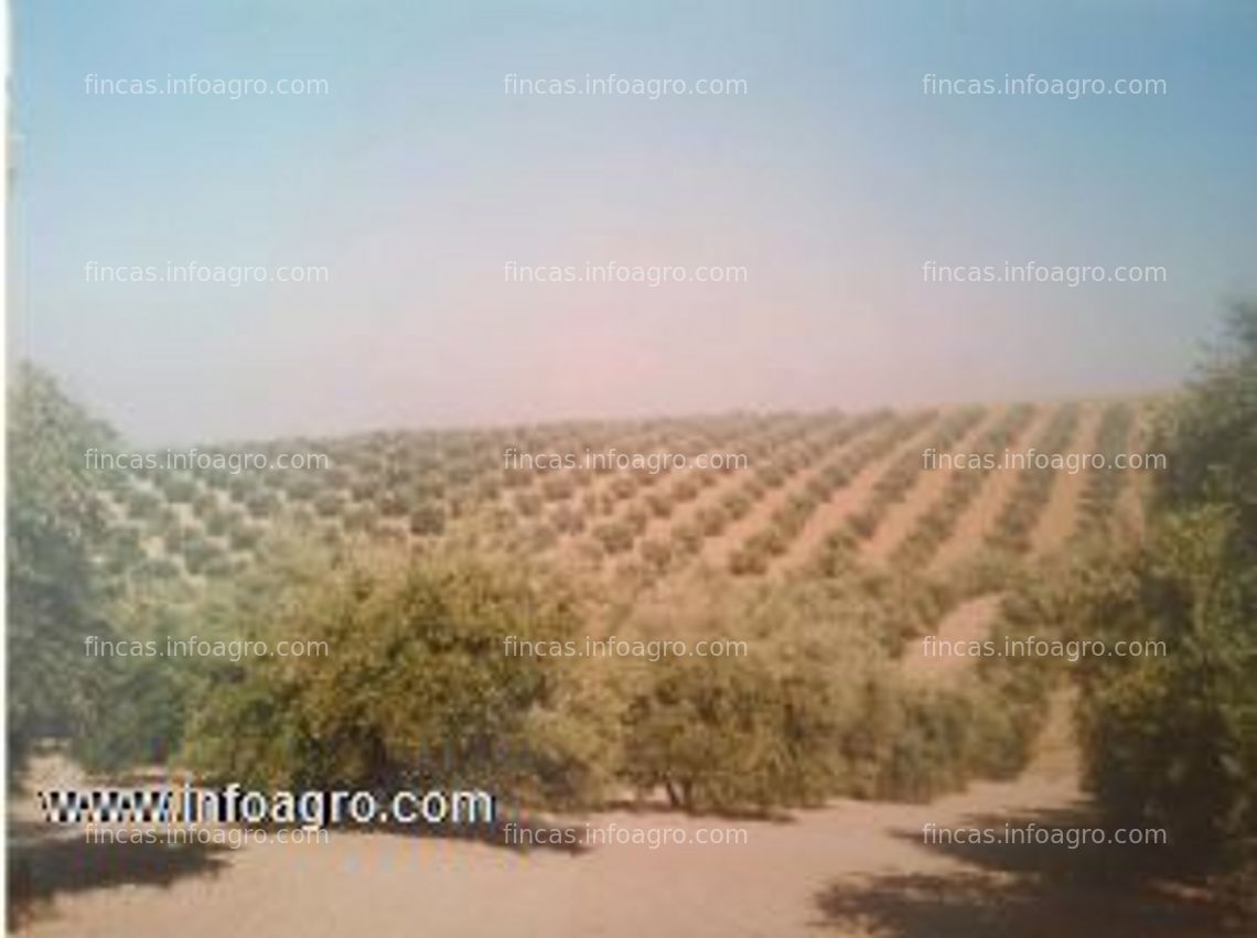 Fotos de A la venta de olivos en córdoba albendín