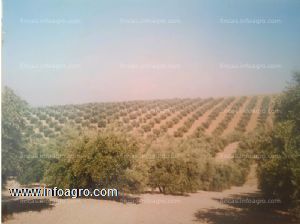 A la venta de olivos en córdoba albendín