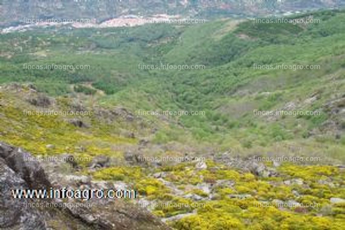 Fotos de Se alquila Arriendo de pastos de montaña.