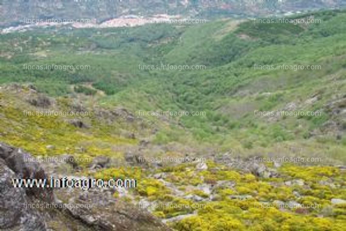 Fotos de Se alquila Arriendo de pastos de montaña.