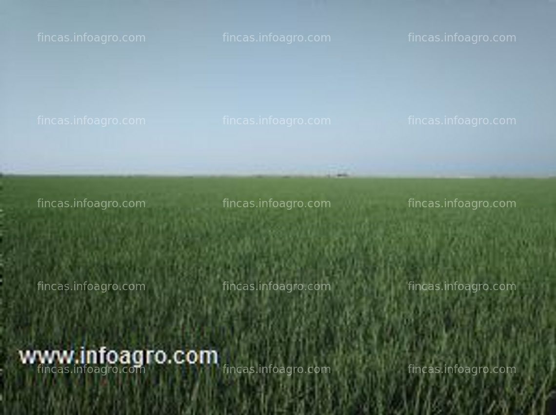 Fotos de A la venta 20 has de tierra de arroz