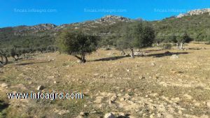 Se vende finca en zona de hornachos (badajoz)