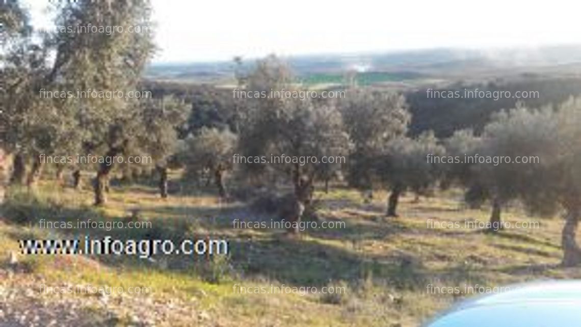 Fotos de Se vende finca en zona de hornachos (badajoz)