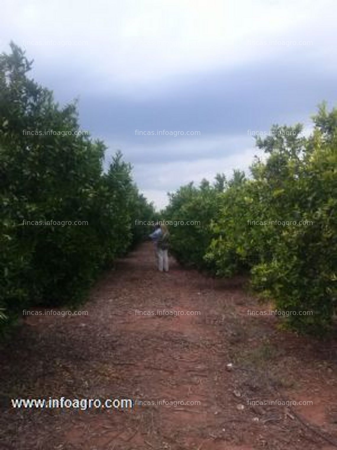 Fotos de A la venta finca de naranjos en castellón