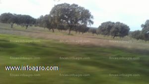 En venta finca de dehesaganadera