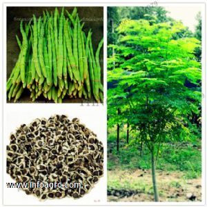 Se vende moringa  producto, hojas, tallos   de  peru