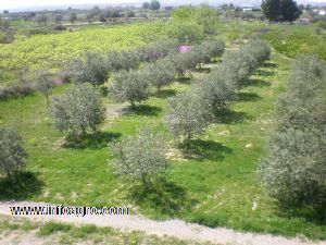 Vendo finca regadío de 3,1 ha., en caspe (zaragoza)