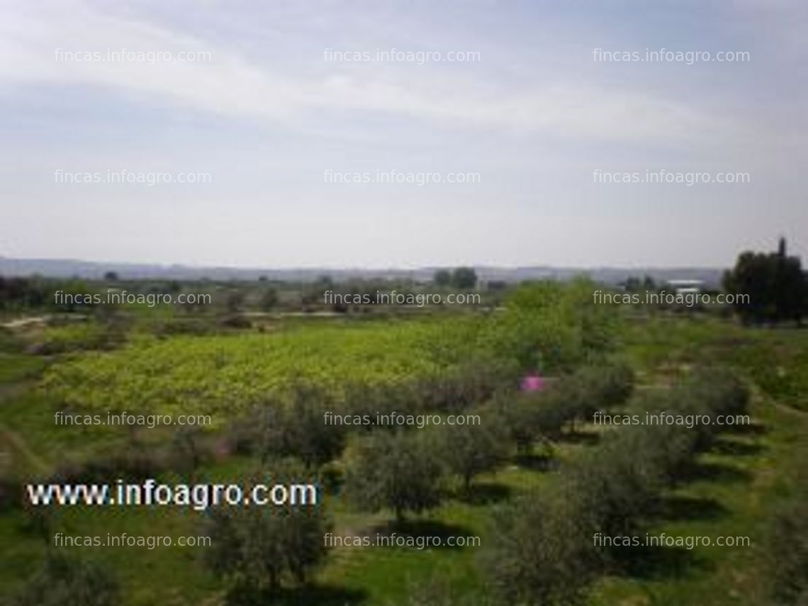 Fotos de Vendo finca regadío de 3,1 ha., en caspe (zaragoza)