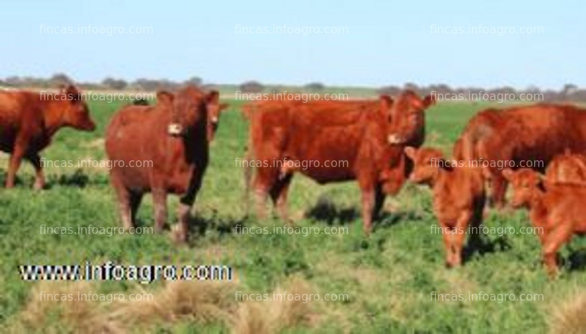 Fotos de En venta  oportunidad de inversion campo mixto en la pampa (argentina)