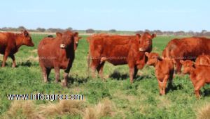 En venta  oportunidad de inversion campo mixto en la pampa (argentina)