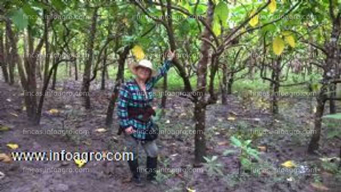 Fotos de En venta  noni - 51 hectareas de cultivo de noni. certificacion organica desde 2006. amazonas, peru