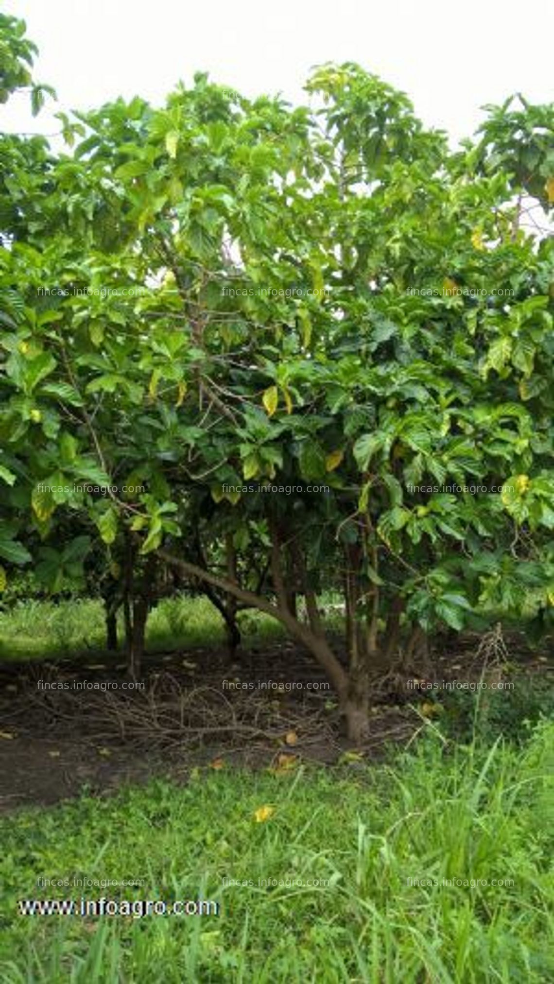 Fotos de En venta  noni - 51 hectareas de cultivo de noni. certificacion organica desde 2006. amazonas, peru