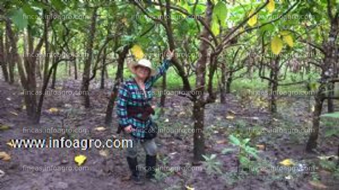 Fotos de En venta  noni - 51 hectareas de cultivo de noni. certificacion organica desde 2006. amazonas, peru