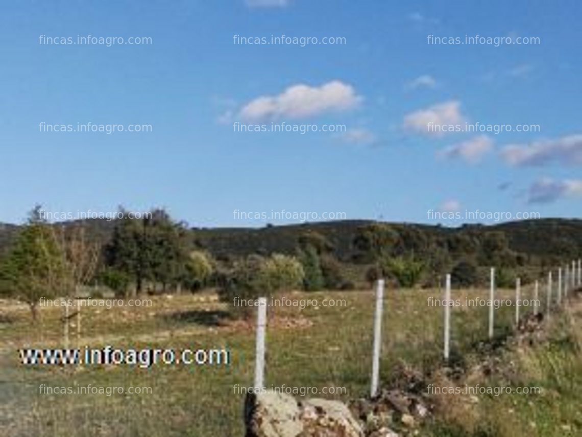 Fotos de A la venta preciosa finca vallada con olivos y arboles frutales - ocasión en venta