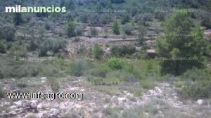 Se vende finca rustica muy buena oportunidad con 11446m2 olivar y pinar naturaleza privilegiada caseta de apero