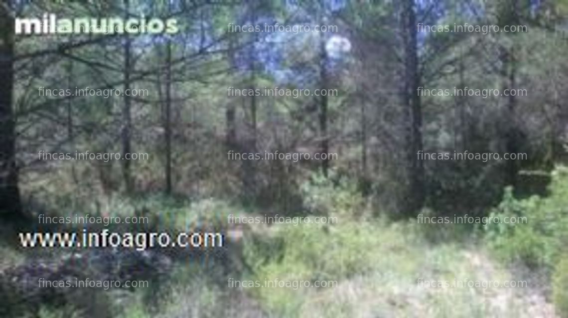 Fotos de Se vende finca rustica muy buena oportunidad con 11446m2 olivar y pinar naturaleza privilegiada caseta de apero