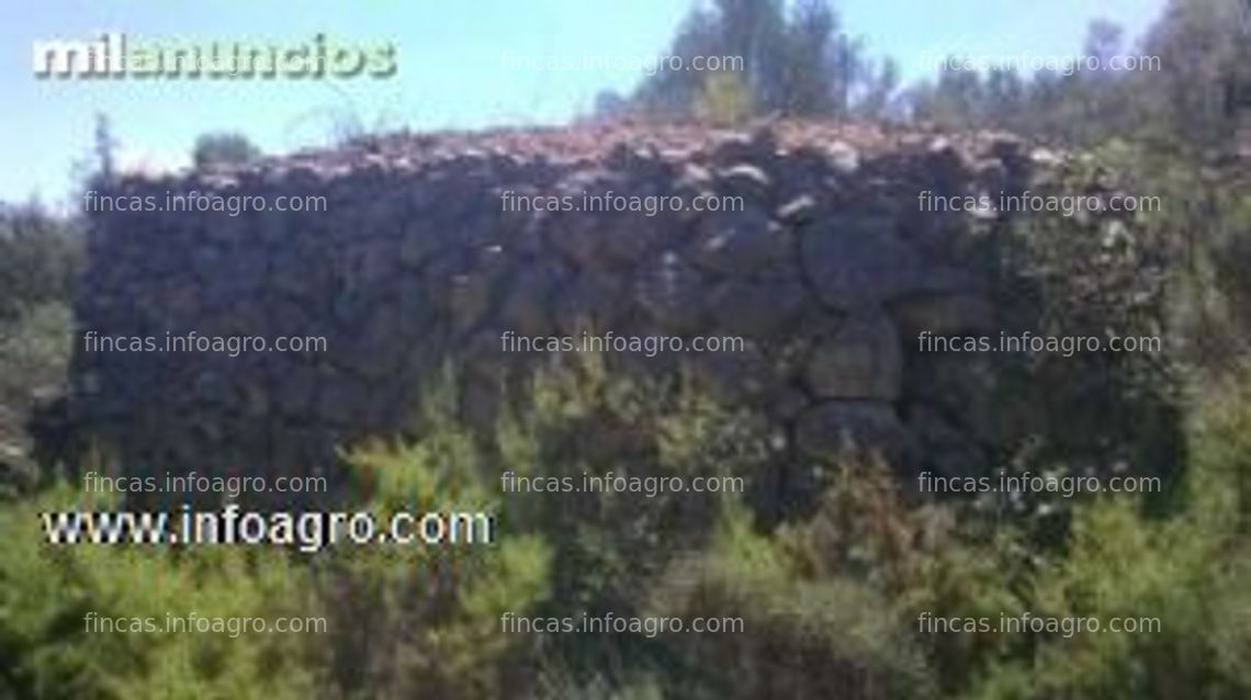 Fotos de Se vende finca rustica muy buena oportunidad con 11446m2 olivar y pinar naturaleza privilegiada caseta de apero