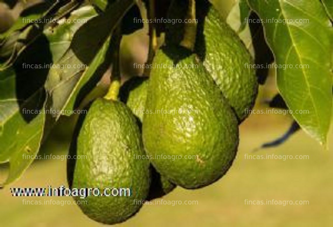 Fotos de A la venta fincas de aguacates en zona de málaga