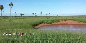 En venta  1330 ha estancia - horqueta paraguay