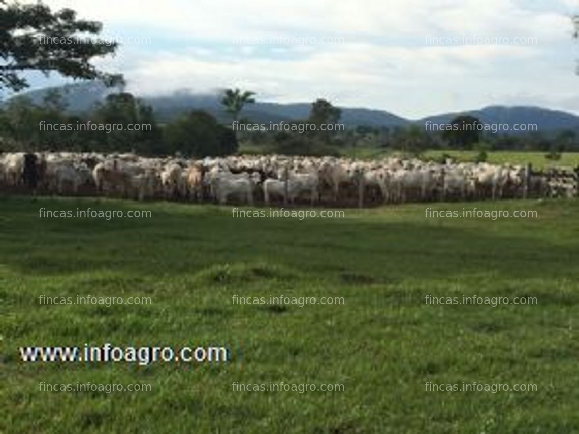 Fotos de A la venta atención inversionistas !! propriedad potencialmente ganadera!!