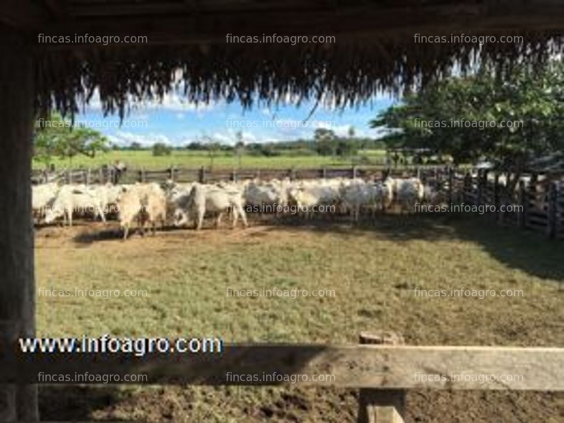 Fotos de A la venta atención inversionistas !! propriedad potencialmente ganadera!!