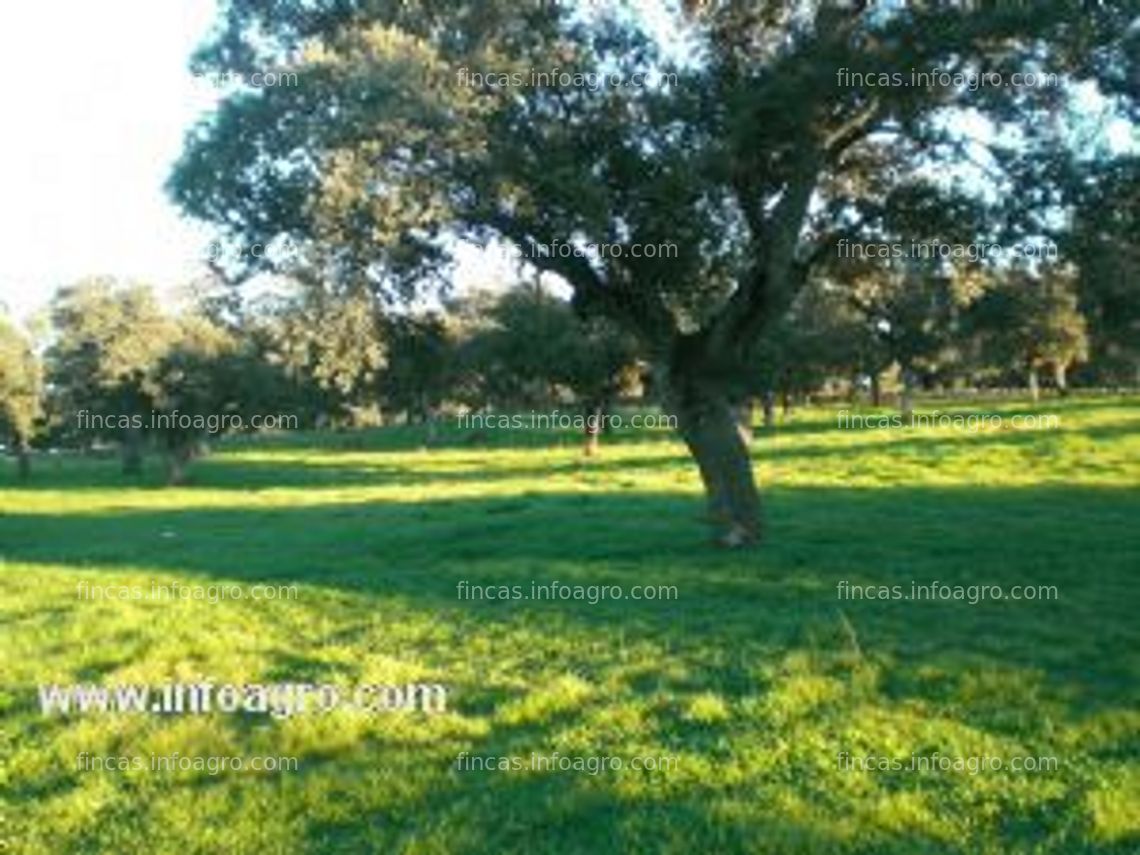 Fotos de En venta   fincas ganaderas  en la comarca del valle de los pedroches - córdoba - andalucia