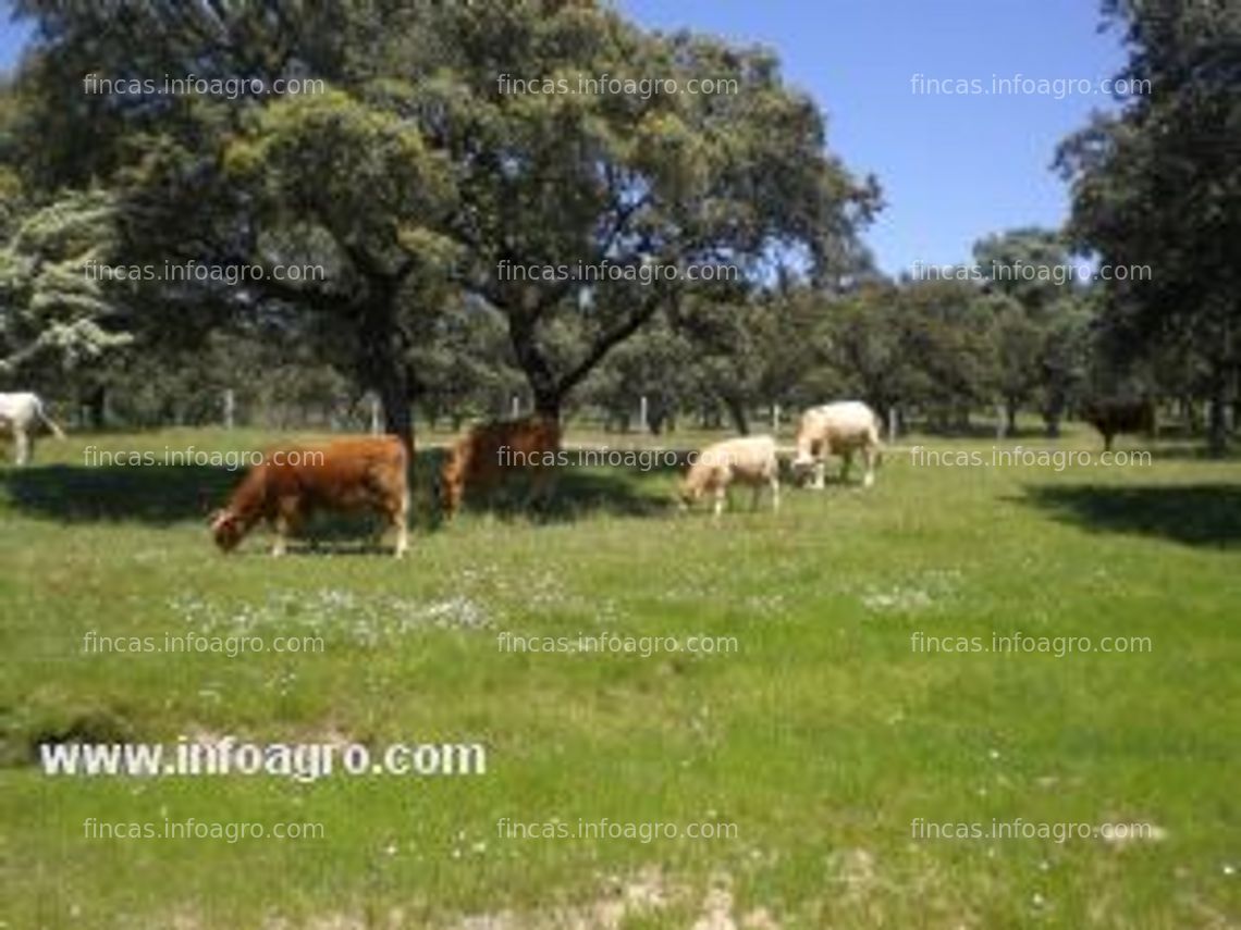 Fotos de En venta   fincas ganaderas  en la comarca del valle de los pedroches - córdoba - andalucia