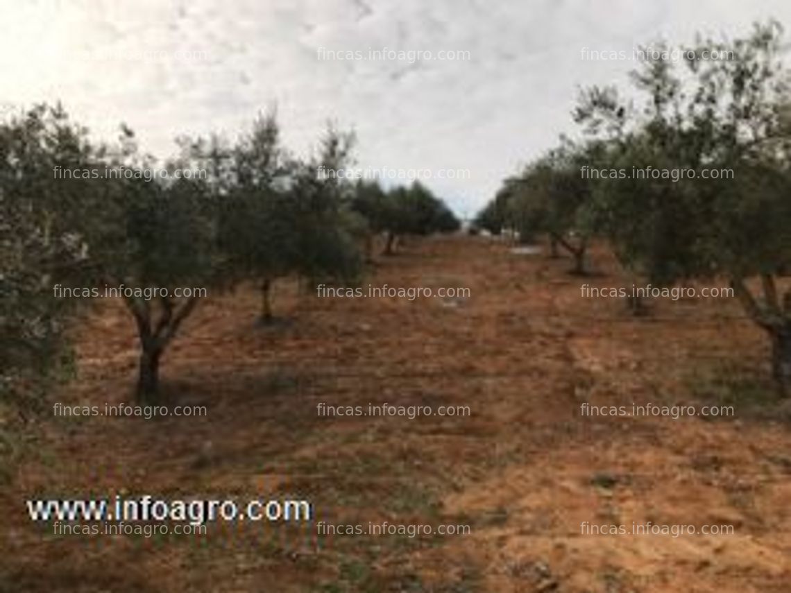 Fotos de En venta  finca en la zona de la sierpe de los pinares (arcos de la fra.)