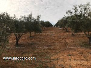 En venta  finca en la zona de la sierpe de los pinares (arcos de la fra.)