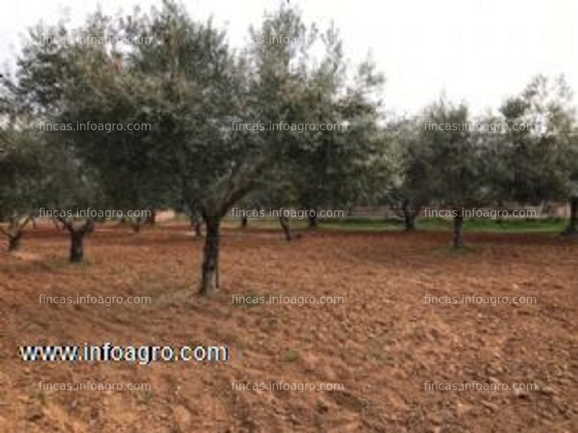 Fotos de En venta  finca en la zona de la sierpe de los pinares (arcos de la fra.)