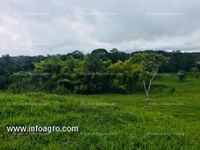 Fotos de En venta  panama finca