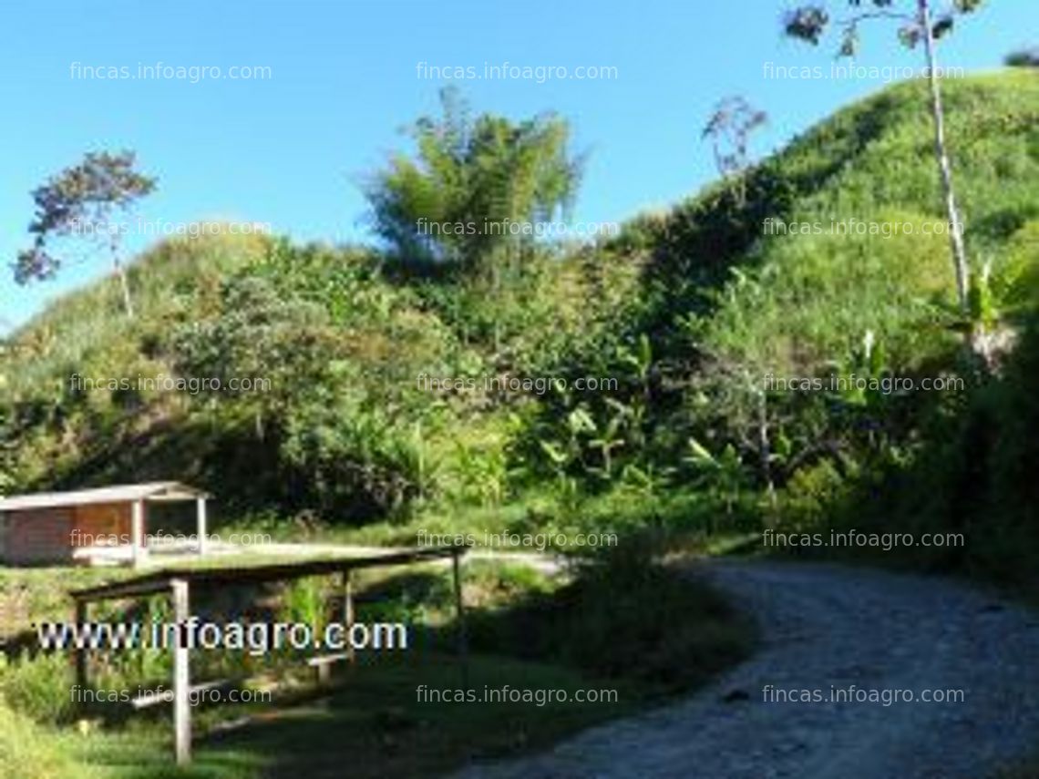 Fotos de En venta  finca cultivos plátano,con micro empresa para transformar en san rafael antioquia colombia