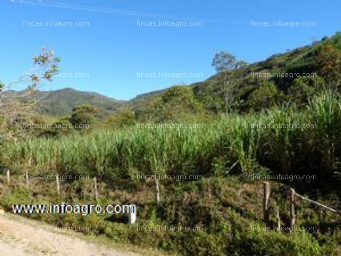 Fotos de En venta  finca cultivos plátano,con micro empresa para transformar en san rafael antioquia colombia